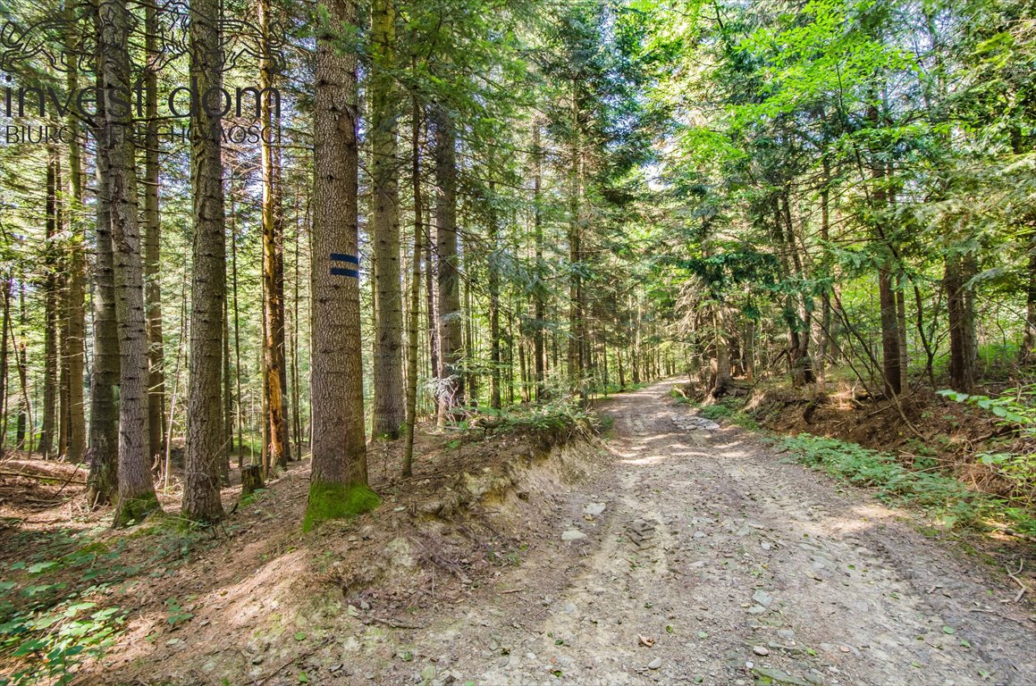 Działka leśna na sprzedaż Wyskitna  7 200m2 Foto 4