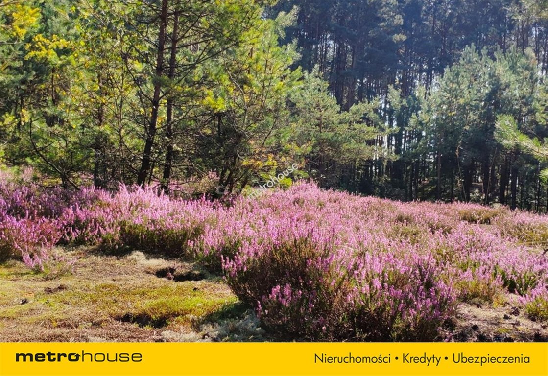 Działka inna na sprzedaż Helenów  3 000m2 Foto 2