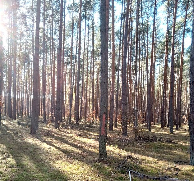 Działka leśna na sprzedaż Klwów, Nowy Świat, Nowy Świat  6 170m2 Foto 4