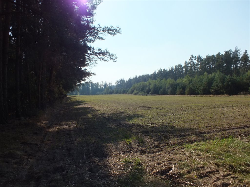 Działka siedliskowa na sprzedaż Skórznice  3 100m2 Foto 3