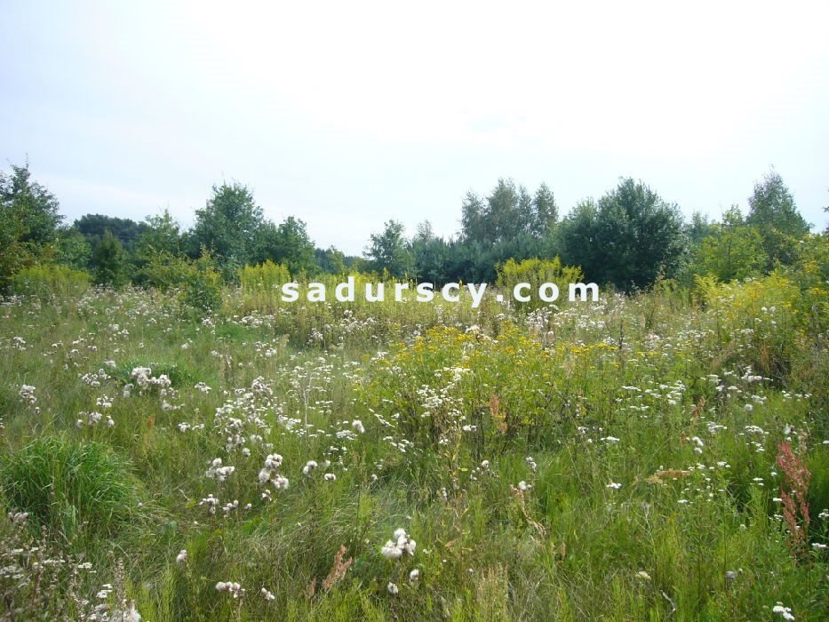 Działka budowlana na sprzedaż Władysławów  1 000m2 Foto 3