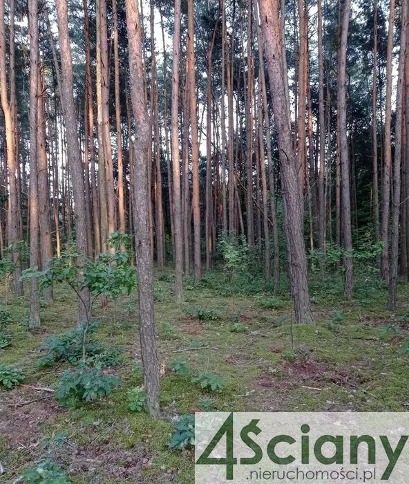 Działka budowlana na sprzedaż Mościska  35 000m2 Foto 3