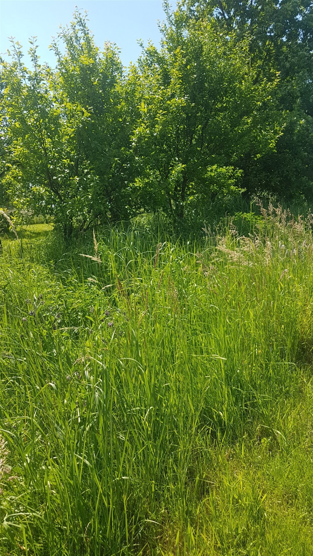 Działka budowlana na sprzedaż Rybna, Dębowa  800m2 Foto 5