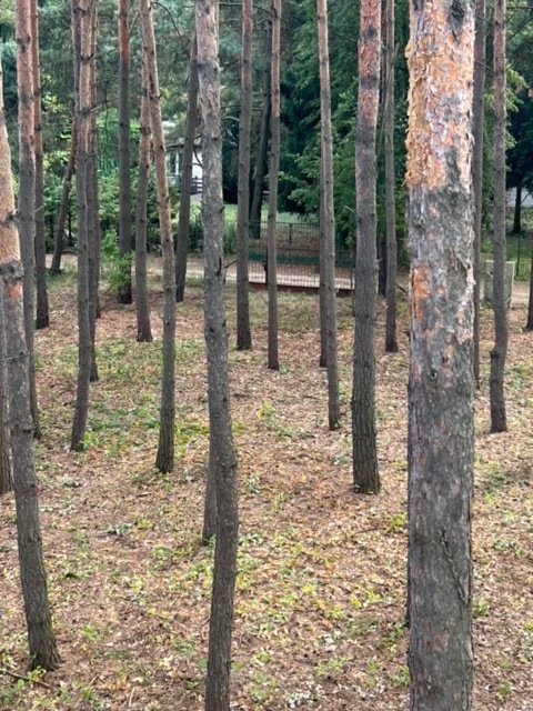 Działka leśna z prawem budowy na sprzedaż Antoniówka, Słowików  1 800m2 Foto 8