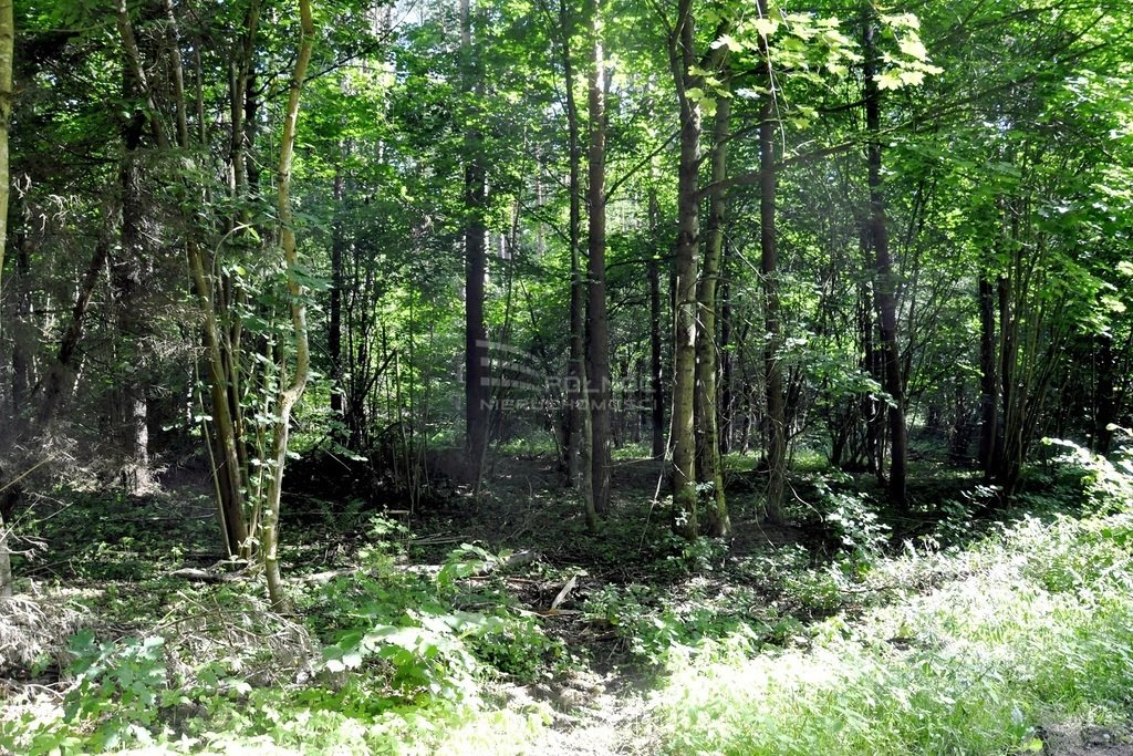 Działka leśna na sprzedaż Elganowo  40 300m2 Foto 12