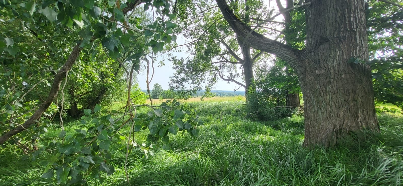 Działka inna na sprzedaż Strońsko  4 900m2 Foto 15