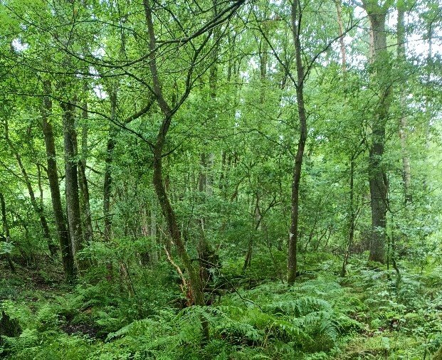 Działka 31 012 m² z lasami w Broczynie – przetarg! Broczyna  31 012m2 Foto 1