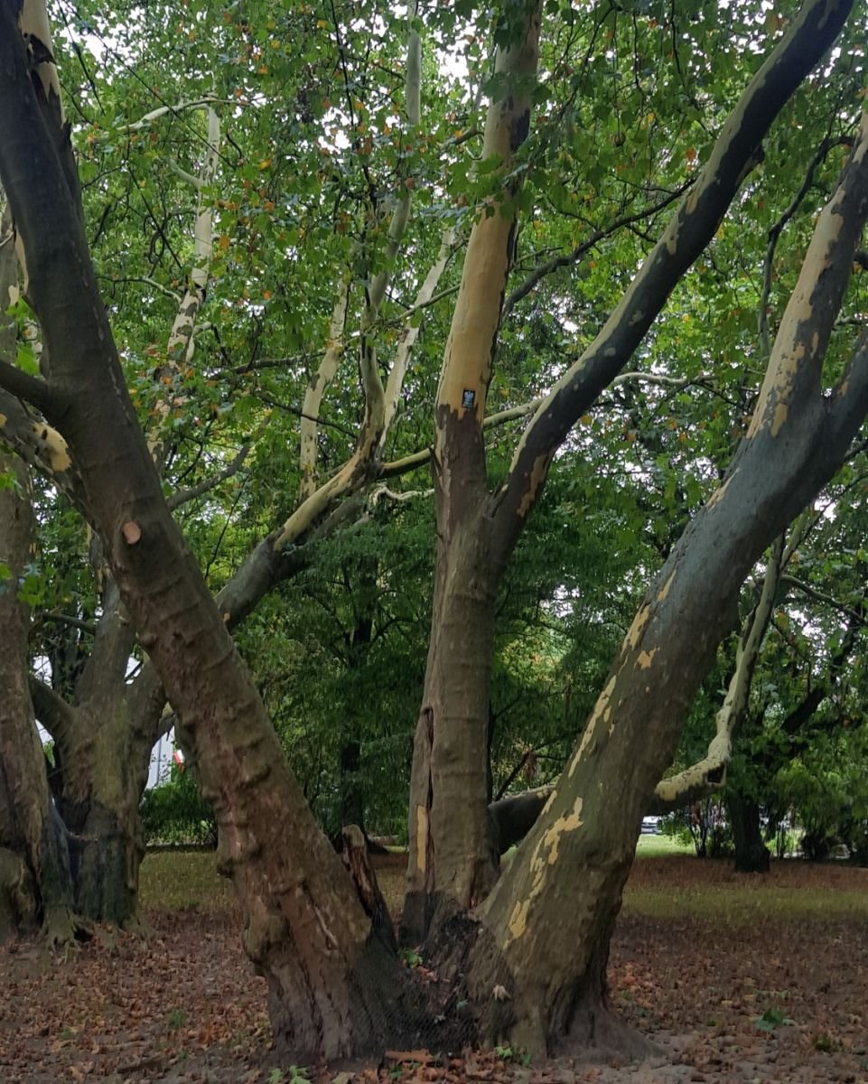 Kawalerka na sprzedaż Warszawa, Żoliborz, ks. Jerzego Popiełuszki  29m2 Foto 7