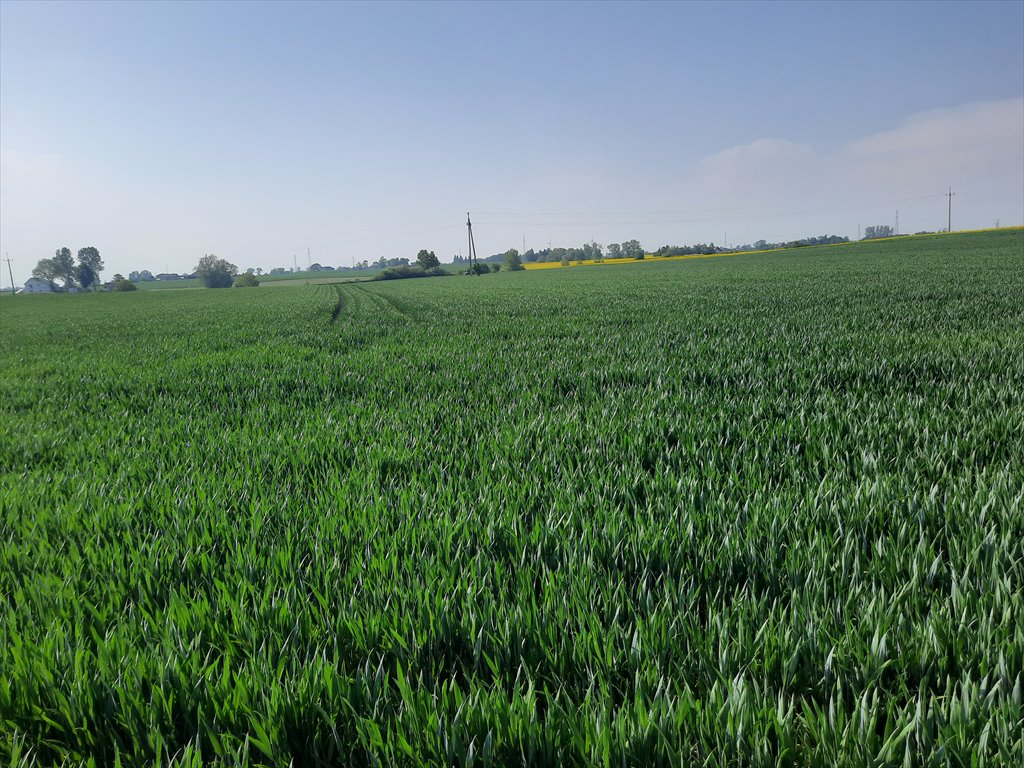 Duża działka rolna z domem i infrastrukturą w Wybczu Wybcz  38 186m2 Foto 1