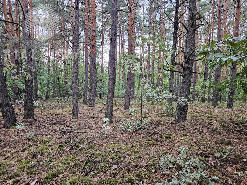 Działka budowlana na sprzedaż Otwock, Chabrowa  862m2 Foto 6