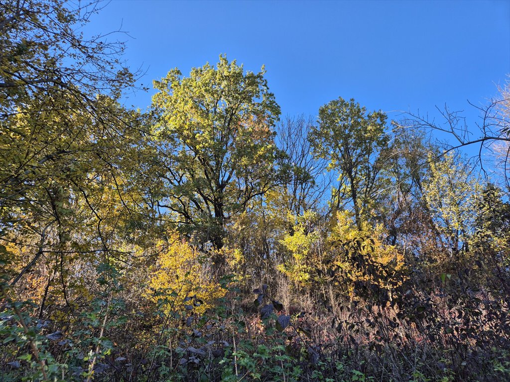 Działka rolna na sprzedaż Jasionka  7 000m2 Foto 4