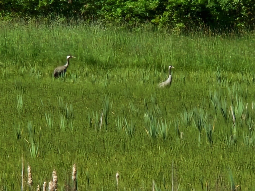 Działka budowlana na sprzedaż Szarłata, Spadzista  15 977m2 Foto 4