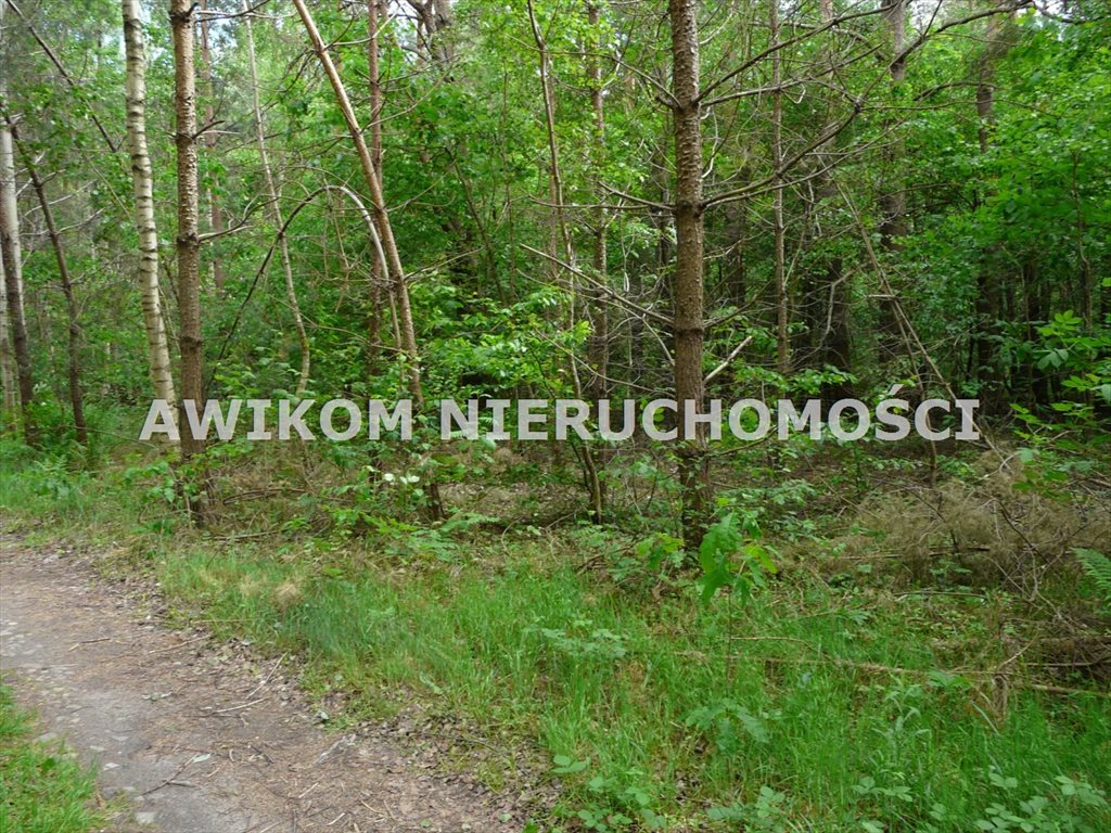 Działka leśna na sprzedaż Budy Chojnackie  3 800m2 Foto 1