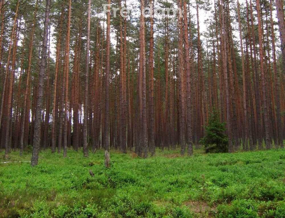 Działka leśna na sprzedaż Suchowola  147 900m2 Foto 2