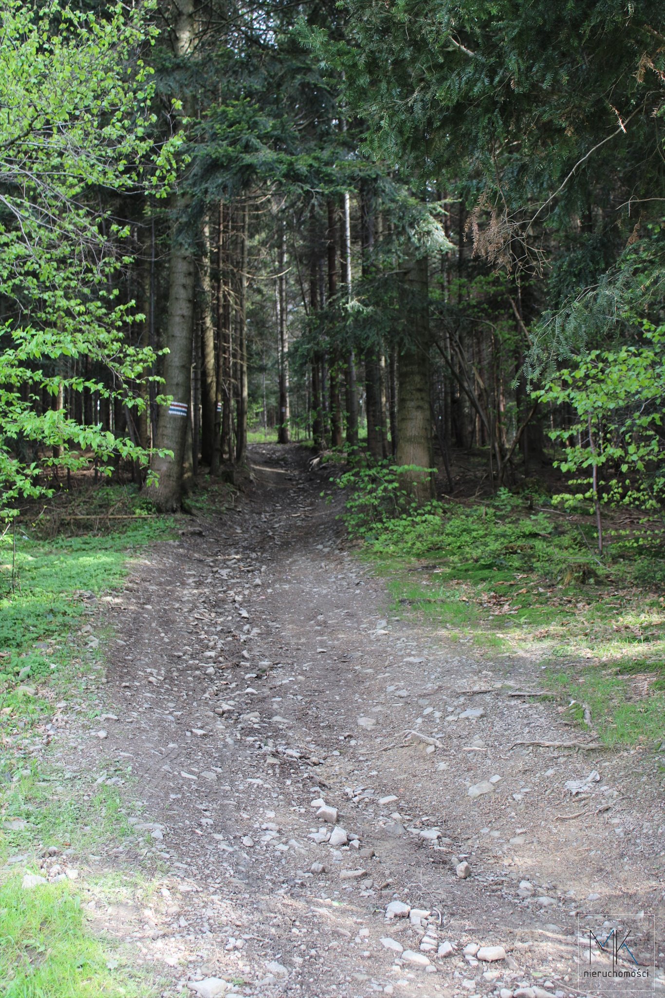 Działka budowlana na sprzedaż Wola Skrzydlańska  3 100m2 Foto 5