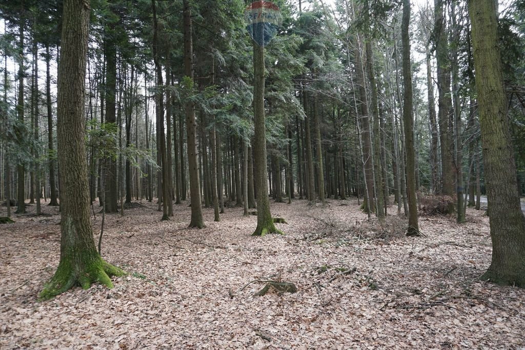 Działka leśna na sprzedaż Budzów  850m2 Foto 4