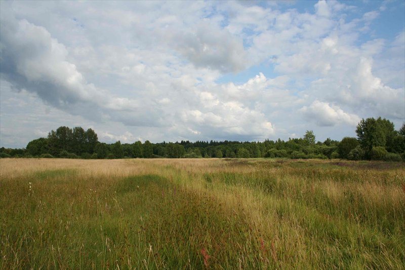 Działka na sprzedaż Podolany, Podolany 4 000m2 Foto 1 Działka na sprzedaż Podolany, Podolany 4 000m2 Foto 1