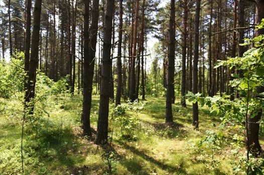 Działka rekreacyjna na sprzedaż Żarki-Letnisko 1 000m2 Foto 8