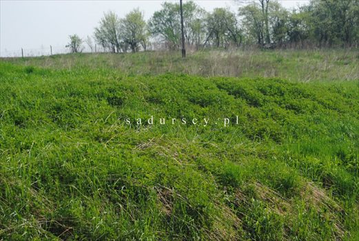 Działka inwestycyjna na sprzedaż Libertów 2 000m2 Foto 7