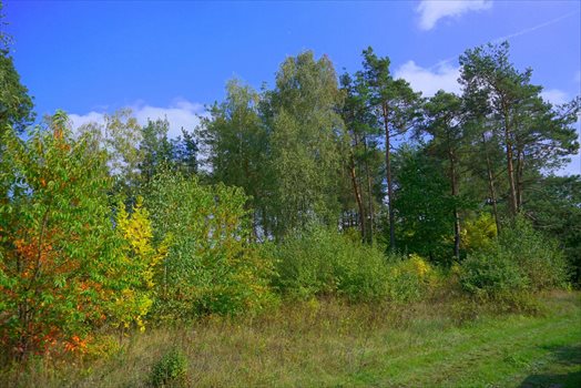 Działka budowlana na sprzedaż Musuły 1 600m2 Foto 6