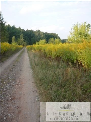 Działka budowlana na sprzedaż Dąbrówka Wielka 1 481m2 Foto 3