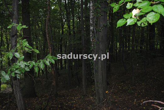 Działka inna na sprzedaż Wola Nieszkowska 9 300m2 Foto 10