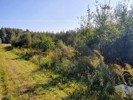 Działka budowlana na sprzedaż Bielkówko, Las 3 003m2 Foto 1