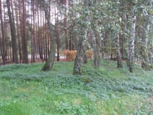 Dom na sprzedaż Otwock 267m2 Foto 5
