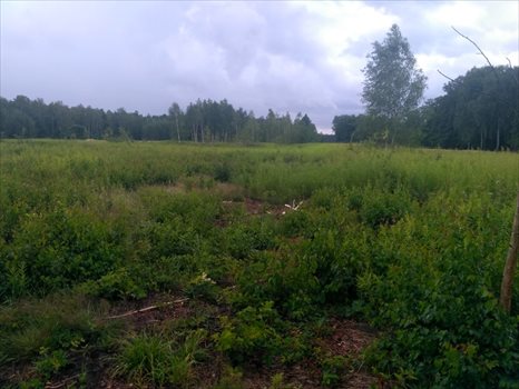 Działka rolna na sprzedaż Mokre 13 000m2 Foto 2