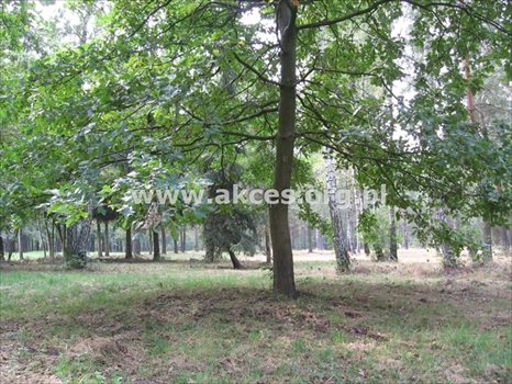 Działka budowlana na sprzedaż Budy-Grzybek, Księdza Baranowskiego 10 000m2 Foto 2