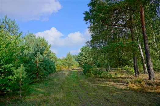 Działka budowlana na sprzedaż Musuły 1 600m2 Foto 3