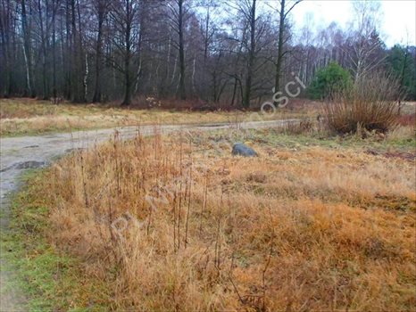 Działka rolna na sprzedaż Budy Przytockie 2 700m2 Foto 8