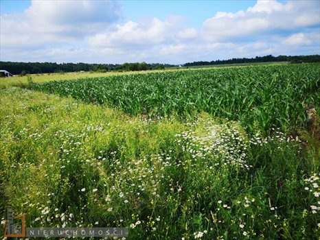Działka budowlana na sprzedaż Bibice 1 095m2 Foto 3