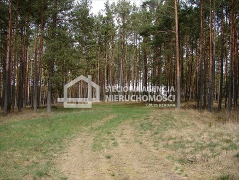 Działka leśna na sprzedaż Małe Chełmy 165 900m2 Foto 5