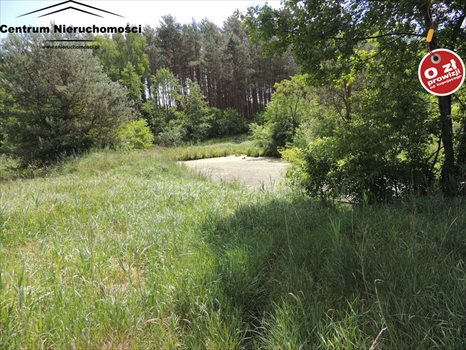 Działka siedliskowa na sprzedaż Krzyż 24 900m2 Foto 4