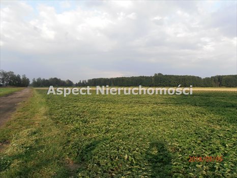 Działka rolna na sprzedaż Pamiętna 74 900m2 Foto 3