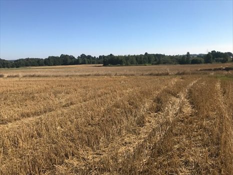 Działka budowlana na sprzedaż Siekierczyn 1 142m2 Foto 4