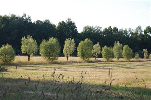 Działka rekreacyjna na sprzedaż Łąkie 1 500m2 Foto 7