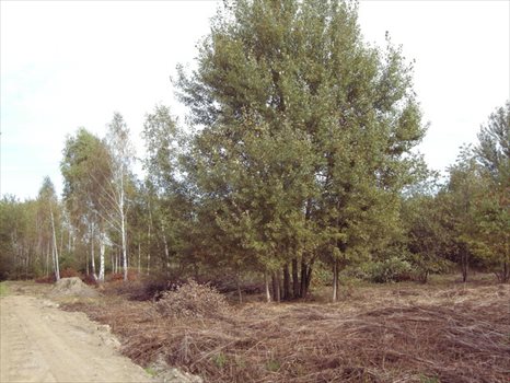 Działka budowlana na sprzedaż Otwock, Jabłonna, Niezapominajki 857m2 Foto 3