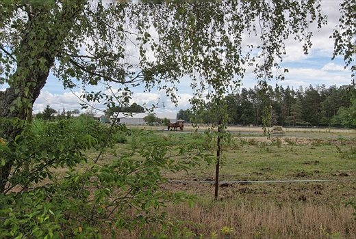 Działka budowlana na sprzedaż Brzózki 2 815m2 Foto 8