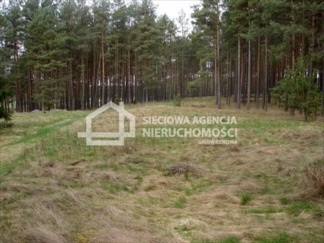 Działka leśna na sprzedaż Małe Chełmy 165 900m2 Foto 4
