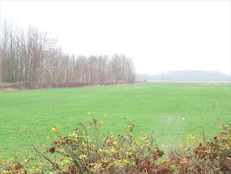 Działka inwestycyjna na sprzedaż Karpin, białostocka 15 908m2 Foto 5