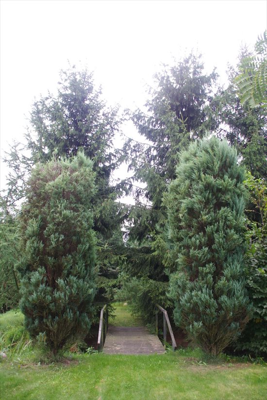 Działka budowlana na sprzedaż Wola Pniewska 6 200m2 Foto 10