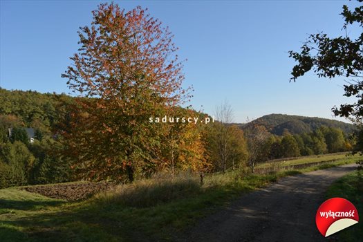 Działka budowlana na sprzedaż Grajów 3 700m2 Foto 3