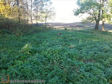 Działka budowlana na sprzedaż Więcławice Dworskie 9 956m2 Foto 5