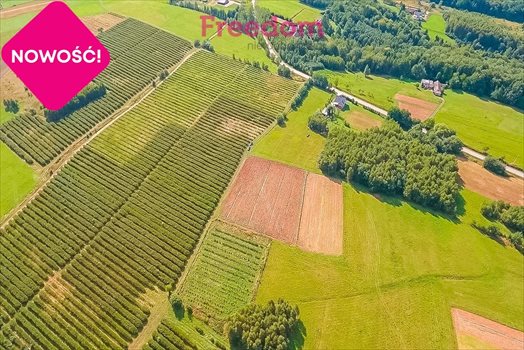 Działka budowlana na sprzedaż Straszydle 10 000m2 Foto 5