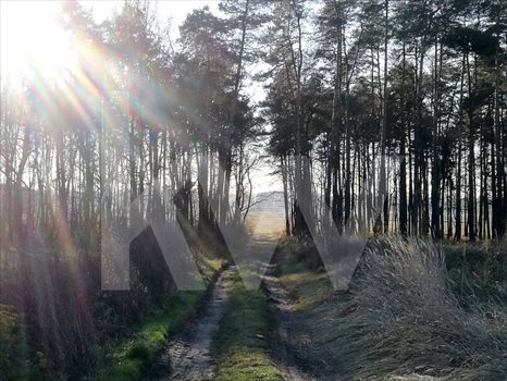 Działka budowlana na sprzedaż Brzeźce 3 700m2 Foto 7