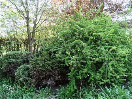 Działka budowlana na sprzedaż Łapino Kartuskie 734m2 Foto 8