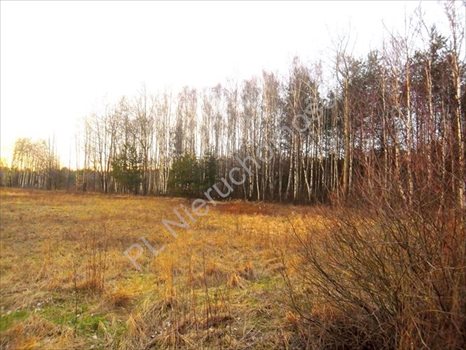 Działka rolna na sprzedaż Dębe Wielkie 1 200m2 Foto 2