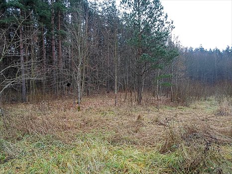 Działka budowlana na sprzedaż Tumiany 4 482m2 Foto 4
